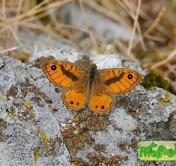 Lasiommata paramegaera