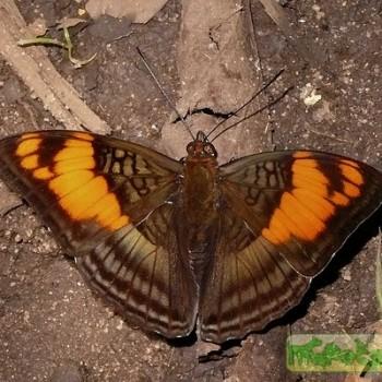 Adelpha mesentina