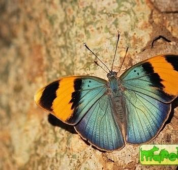 Euphaedra neophron