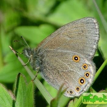 Coenonympha haydenii