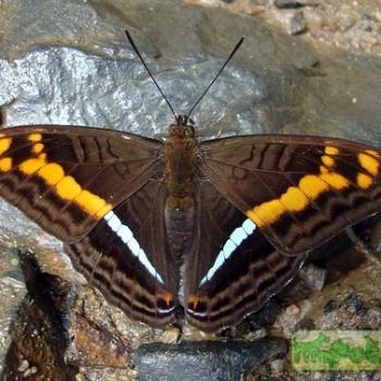Adelpha olynthia