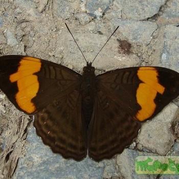 Adelpha irmina