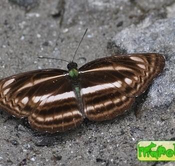 Neptis cartica