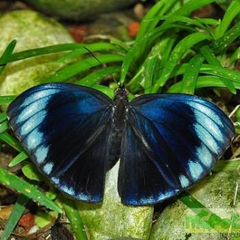 Elymnias esaca