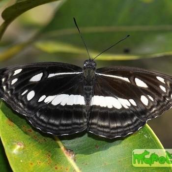 Neptis jumbah
