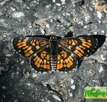 Chlosyne definita