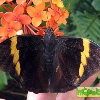 Opsiphanes tamarindi