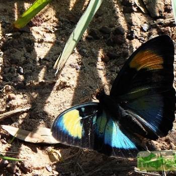 Euphaedra exerrata