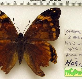 Opsiphanes camena