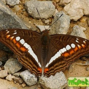 Adelpha alala