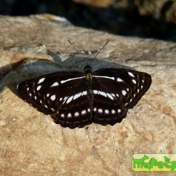 Neptis magadha