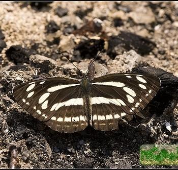 Neptis philyroides