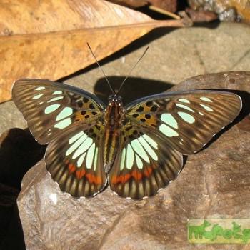 Pseudacraea semire
