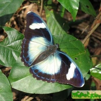 Euphaedra ceres