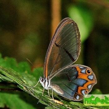 Pseudohaetera hypaesia