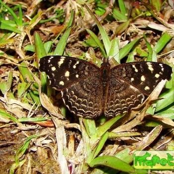 Anthanassa sosis