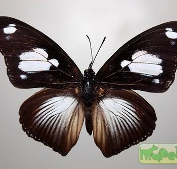 Hypolimnas mechowi
