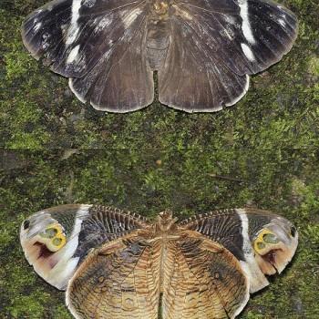 Dynastor macrosiris