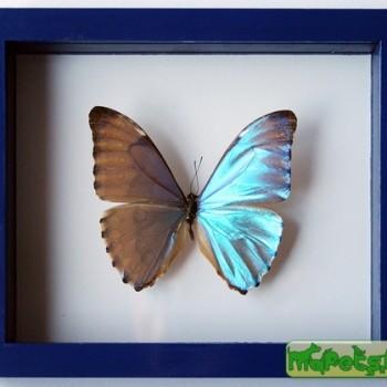 Morpho zephyritis