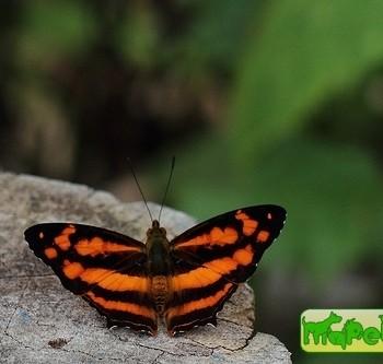 Symbrenthia hippoclus