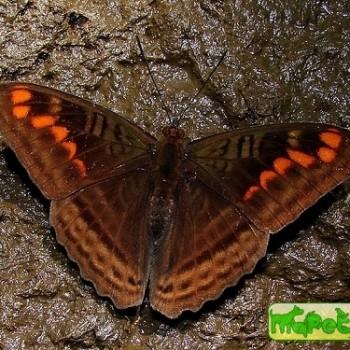 Adelpha rothschildi
