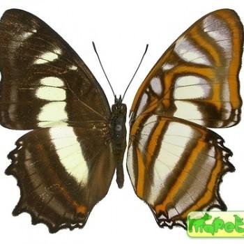 Metamorpha elissa