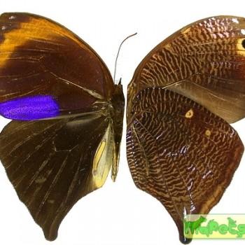 Bia actorion