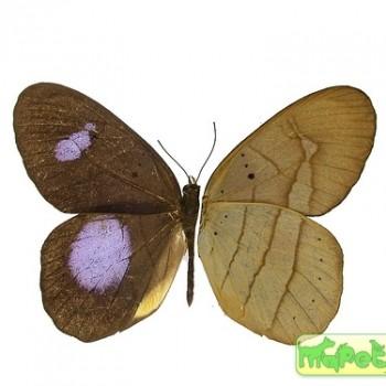 Pierella hortona