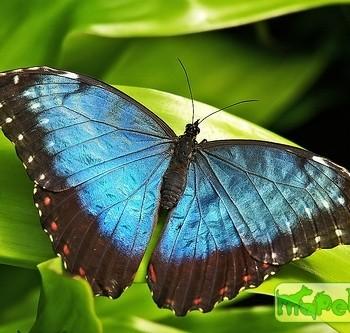morpho helenor