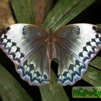 Stichophthalma cambodia