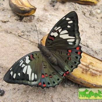 Euthalia lubentina