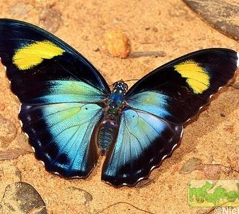 Euphaedra margaritifera