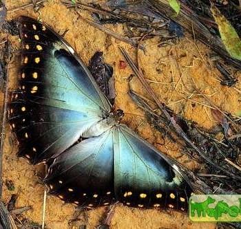 Morpho hercules