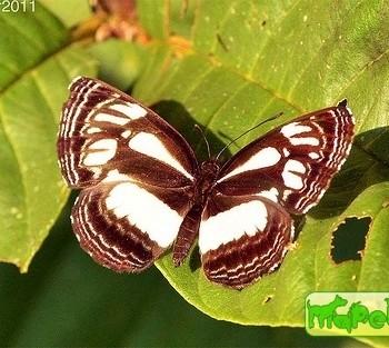 Neptis trigonophora