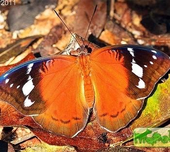Euriphene milnei