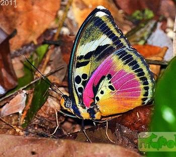 Euphaedra acuta