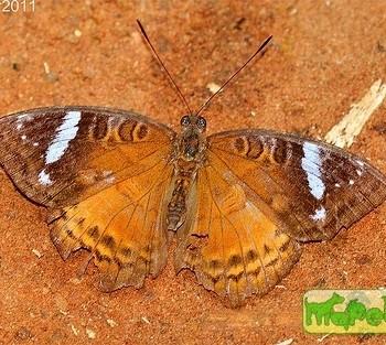Euriphene incerta
