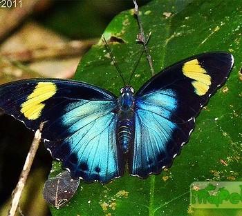 Euphaedra controversa