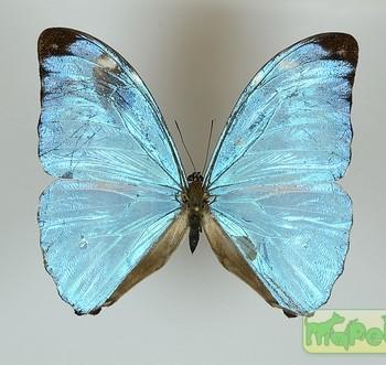 Morpho eugenia