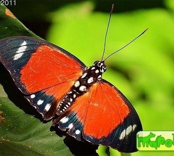 Euphaedra ruspina