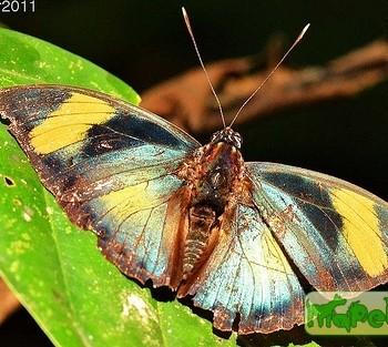 Euphaedra proserpina