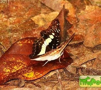 Euptera neptunus
