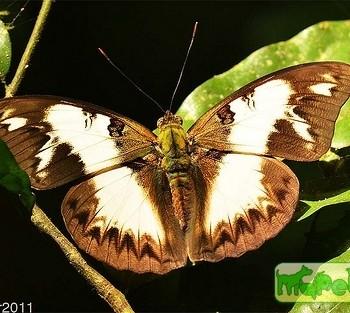Cymothoe indamora