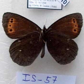 erebia mancinus