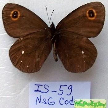 erebia edda