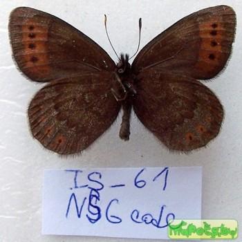Erebia youngi