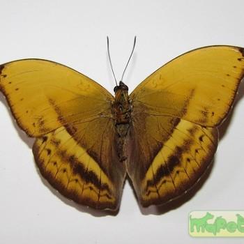 Cymothoe egesta
