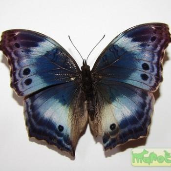 Salamis cytora