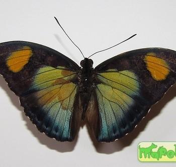 Euphaedra janetta