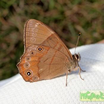Lethe insana